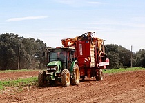 Feld_Traktor_Kartoffelernte_Caib