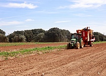 Feld_Traktor_Kartoffelernte_Caib