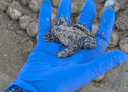 Schildkroetenbaby_Caib
