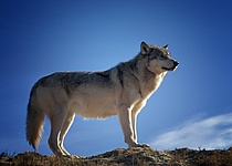 wolf_predator_wildlife_montana_68669