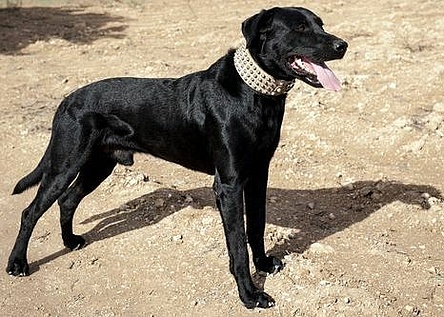 Hund_Perro_Pastor_mallorqui_Real_Sociedad_Canina_Espana