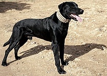 Hund_Perro_Pastor_mallorqui_Real_Sociedad_Canina_Espana