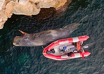 Pottwal_FundacionPalmaAquarium_SharkMed