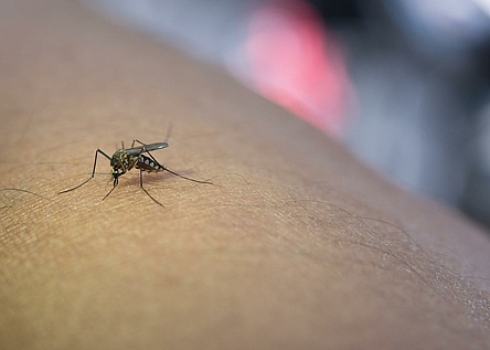 Muecke_West_Nil_Virus_Caib