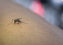 Muecke_West_Nil_Virus_Caib