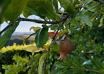 Foto_Granatapfel_von_Praktikantin_Lynn