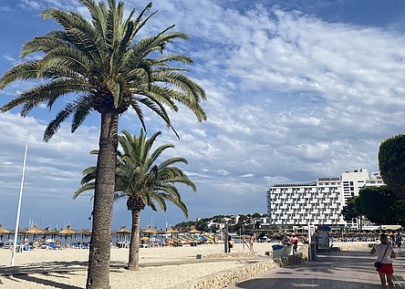 StrandPalme_InternMaresa