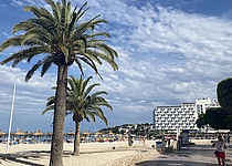 StrandPalme_InternMaresa