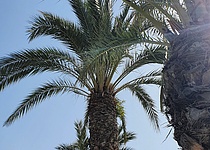 Sonne_Palmen