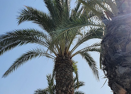 Sonne_Palmen