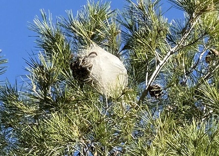 ProzessionsspinnerNestBaum_Facebook_AjuntamentdeCalvia