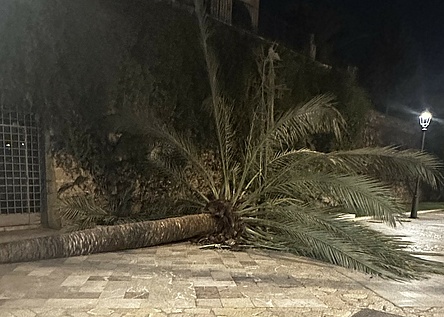 SturmfotoPalmaUmgekippt_Intern_Lena