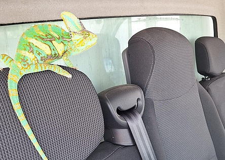 ChamAEleon