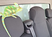 ChamAEleon