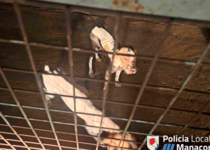 Hunde_Polizei_Manacor