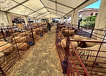 SchafsUndZiegenmesse__2_