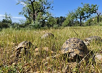 MaurischeLandschildkroeten_Caib