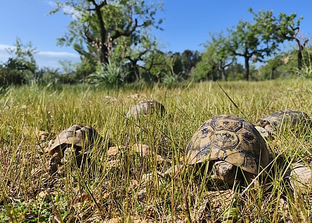 MaurischeLandschildkroeten_Caib