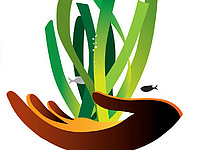 Posidonia_Caib