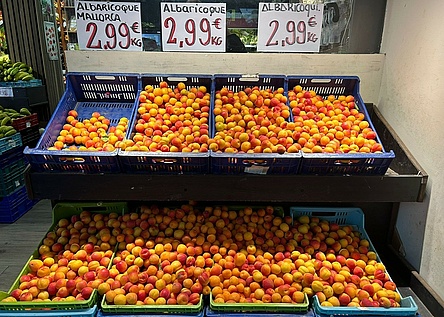 Aprikosen_Markt_marillen