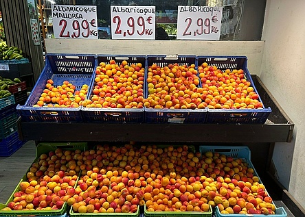 Aprikosen_Markt_marillen