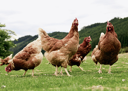 Huehner_Gallinas__Ministerio_de_Agricultura__Pesca_y_Alimentacion_Vogelgrippe