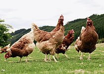 Huehner_Gallinas__Ministerio_de_Agricultura__Pesca_y_Alimentacion_Vogelgrippe