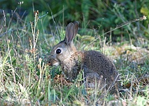 Kaninchen_Conejo_Consell_de_Mallorca