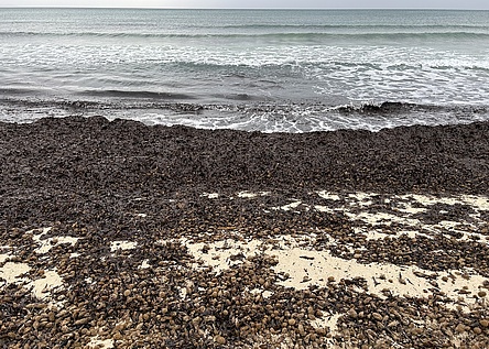 Posidonia_Seegras_strand_eigen__7_