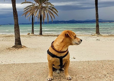 200605_Hund_Strand_Sand_Wolken_Gewitter_Regen