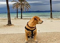 200605_Hund_Strand_Sand_Wolken_Gewitter_Regen