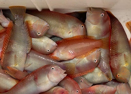 Schermesserfische_Raor_Caib