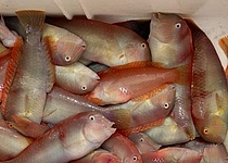 Schermesserfische_Raor_Caib