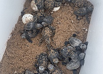 SchildkroetenMenorca_Caib