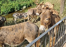 Esel_Ajuntament_de_Soller