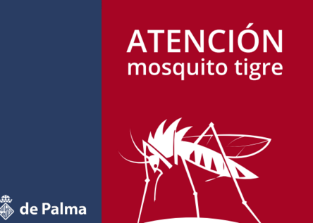 AsiatischeTigermuecke_AjuntamentdePalma