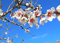 Mandelbluete_Redaktion