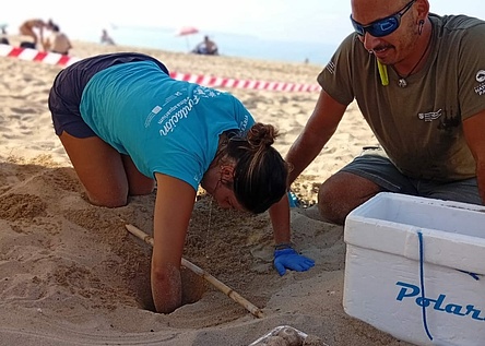 Schildkroeten_Eier_Stadtstrand_caib