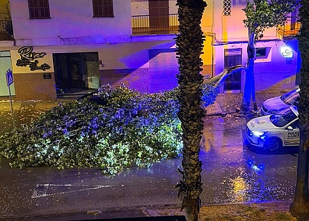 Unwetter_Manacor_umgestuerzter_Baum_Meteo_de_les_Illes