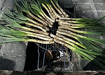 Calcots_Foto_von_Lena