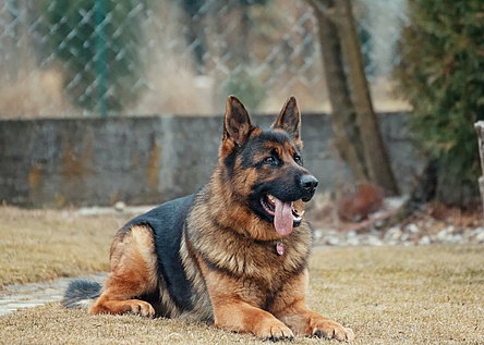 DeutscherSchaeferhund_Pexels