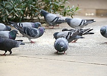 Tauben_AjuntamientodeRubi