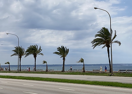 palmen_im_wind_schlechtes_wetter_intern_16_9