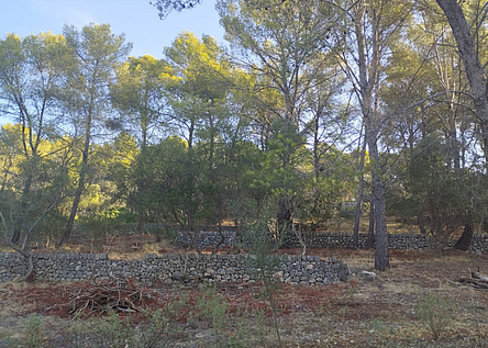 Brandschutz_Waldbrand_Tramuntana_caib