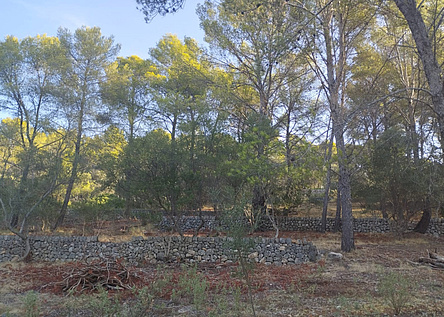 Brandschutz_Waldbrand_Tramuntana_caib