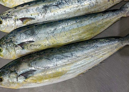 Llampuga_Fisch_Caib