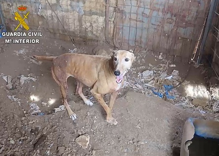 HundTierquaelereiSesSalines_GuardiaCivil