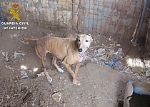HundTierquaelereiSesSalines_GuardiaCivil
