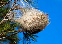 Nest_Eichenprozessionsspinner_Ajuntament_de_Llucmajor