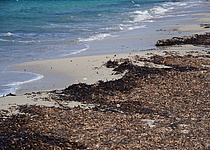 Posidonia_Strand_Caib
